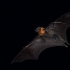 Kalon australsky - Pteropus poliocephalus - Gray-headed Flying Fox 0469
